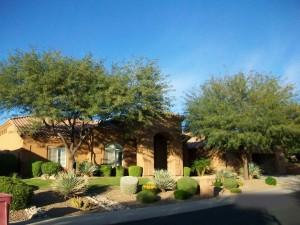 Sick Tree Service Phoenix Sick Tree Service Phoenix